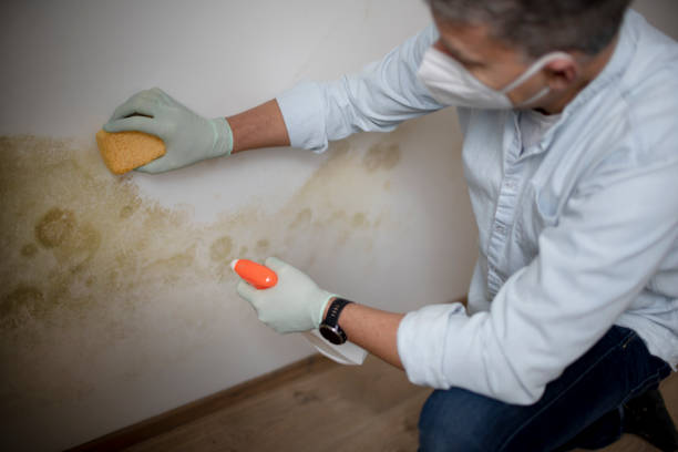 Best Residential Mold Removal  in Manning, IA