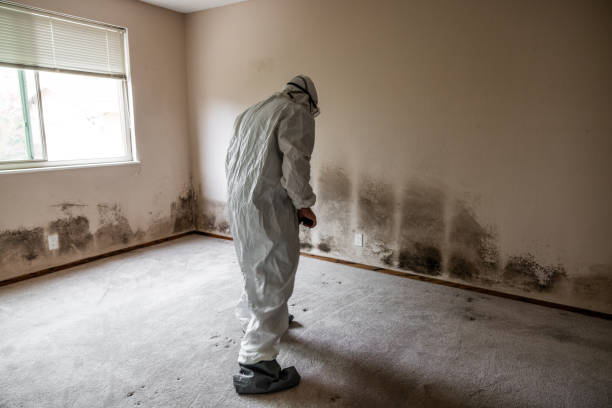 Best Affordable Mold Removal  in Manning, IA